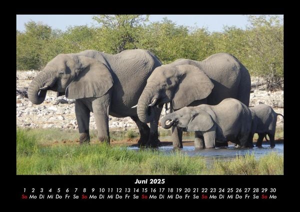 Produktbild: Elefanten - Die sanften Riesen Afrikas 2025 Fotokalender DIN A3