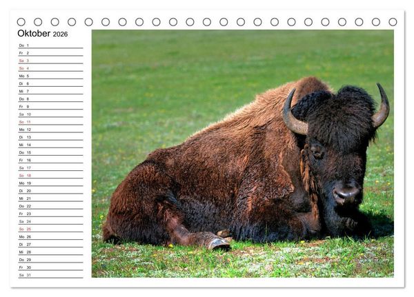 Produktbild: Der nordamerikanische Bison (Tischkalender 2026 DIN A5 quer), CALVENDO Monatskalender