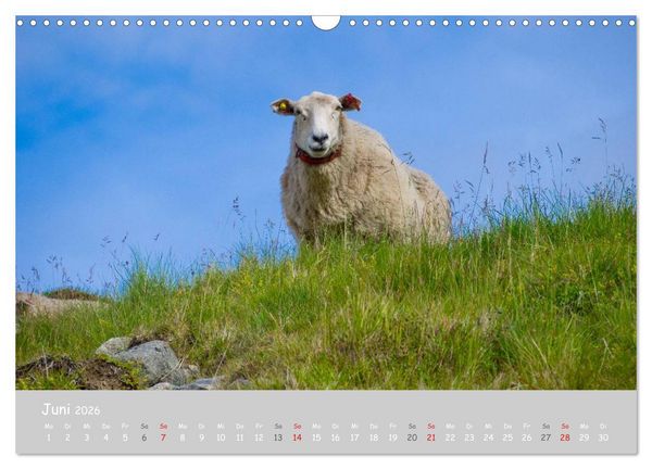 Produktbild: Ganz sch&ouml;n Schaf (Wandkalender 2026 DIN A3 quer), CALVENDO Monatskalender