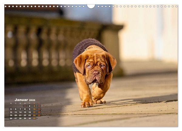 Produktbild: Eine kleine Bordeauxdogge entdeckt die Welt (Wandkalender 2026 DIN A3 quer), CALVENDO Monatskalender