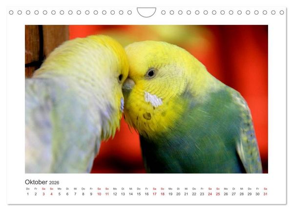 Produktbild: Wellensittichkalender! - Das Original (Wandkalender 2026 DIN A4 quer), CALVENDO Monatskalender