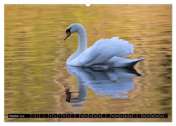 Produktbild: Die Eleganz der Schw&auml;ne (hochwertiger Premium Wandkalender 2026 DIN A2 quer), Kunstdruck in Hochglanz