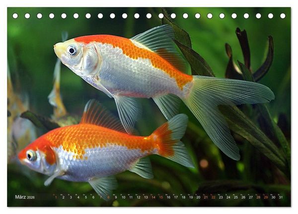 Produktbild: Goldfischportraits (Tischkalender 2026 DIN A5 quer), CALVENDO Monatskalender