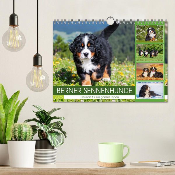 Produktbild: Berner Sennenhunde - Freunde f&uuml;r ein ganzes Leben (Wandkalender 2026 DIN A4 quer), CALVENDO Monatskalender