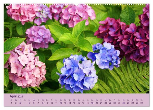 Produktbild: Hortensien 2026. Farbenpr&auml;chtige Impressionen aus dem Garten (Wandkalender 2026 DIN A2 quer), CALVENDO Monatskalender