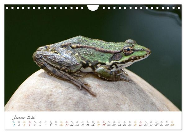 Produktbild: Frosch Karl, Hans und Max im Einklang der Natur (Wandkalender 2026 DIN A4 quer), CALVENDO Monatskalender