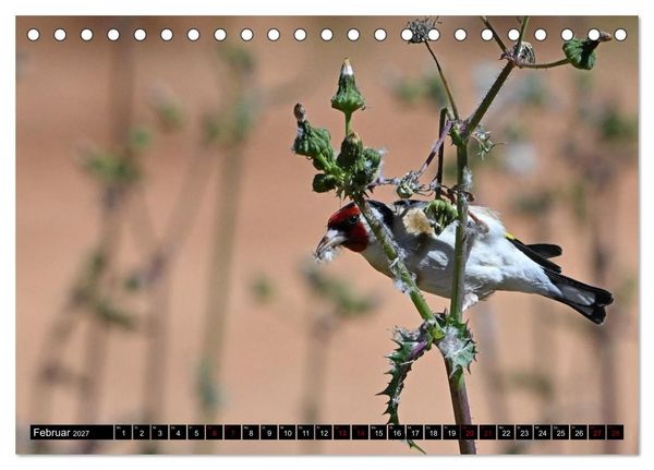 Produktbild: Mallorcas V&ouml;gel (Tischkalender 2027 DIN A5 quer), CALVENDO Monatskalender