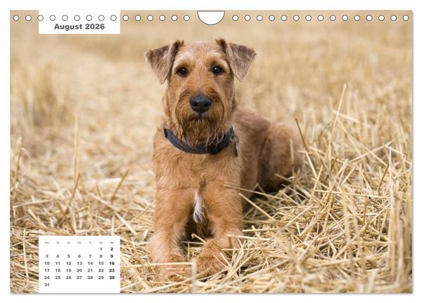 Produktbild: Rassehunde (Wandkalender 2026 DIN A4 quer), CALVENDO Monatskalender