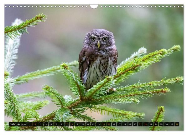 Produktbild: Eulen - Fl&uuml;gel der Nacht (Wandkalender 2026 DIN A3 quer), CALVENDO Monatskalender
