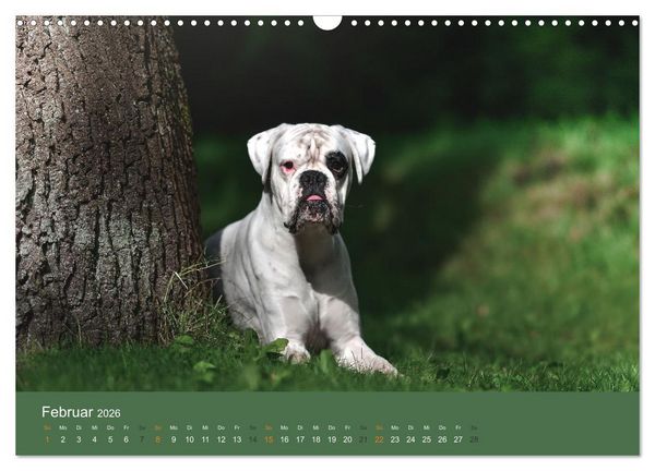 Produktbild: Der Boxer, der beste Hund der Welt (Wandkalender 2026 DIN A3 quer), CALVENDO Monatskalender