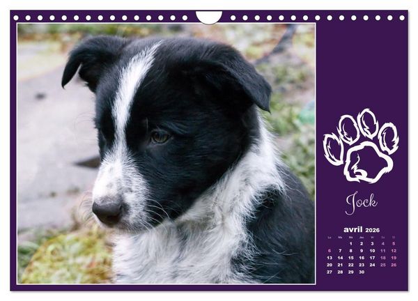 Produktbild: Border collie puppies (Calendrier mural 2026 DIN A4 vertical), CALVENDO calendrier mensuel