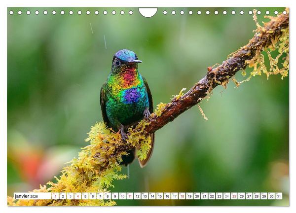 Produktbild: Colibris - pierres pr&eacute;cieuses volantes (Calendrier mural 2026 DIN A4 vertical), CALVENDO calendrier mensuel