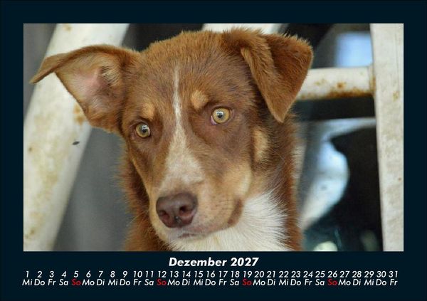 Produktbild: Welt der Tiere 2027 Fotokalender DIN A5
