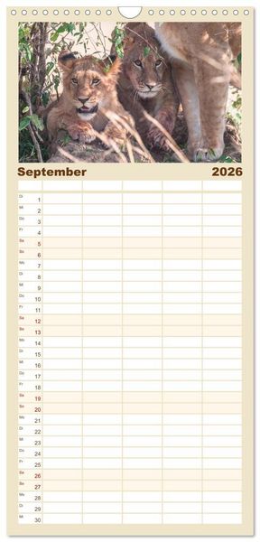 Produktbild: Familienplaner 2026 - L&ouml;wen - Raubkatzen Afrikas mit 5 Spalten (Wandkalender, 21 x 45 cm) CALVENDO