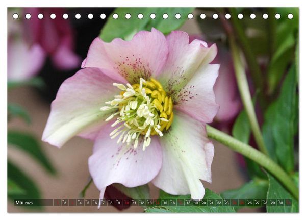 Produktbild: Christrosen (Tischkalender 2026 DIN A5 quer), CALVENDO Monatskalender