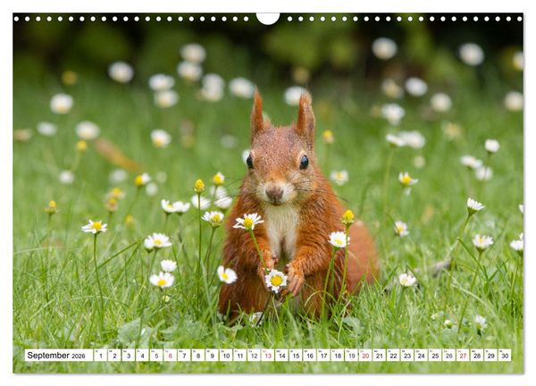 Produktbild: Eichh&ouml;rnchen im K&ouml;niglichen Garten (Wandkalender 2026 DIN A3 quer), CALVENDO Monatskalender
