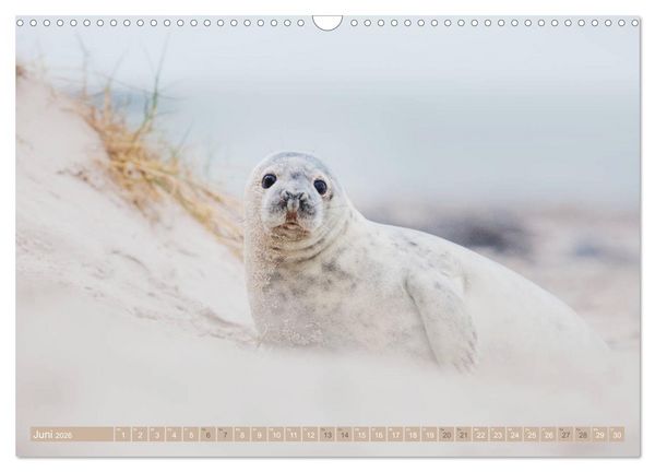 Produktbild: Kegelrobben - Die Kegelrobben von Helgoland (Wandkalender 2026 DIN A3 quer), CALVENDO Monatskalender