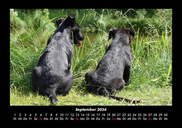 Produktbild: Tierkalender 2026 Fotokalender DIN A3