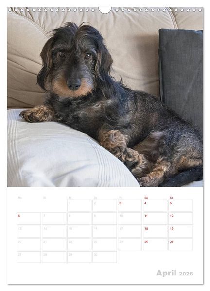 Produktbild: Der Dackel (M)ein treuer Weggef&auml;hrte (Wandkalender 2026 DIN A3 hoch), CALVENDO Monatskalender