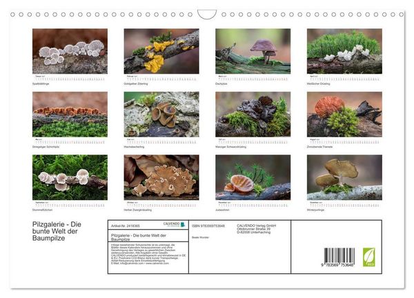 Produktbild: Pilzgalerie - Die bunte Welt der Baumpilze (Wandkalender 2027 DIN A3 quer), CALVENDO Monatskalender