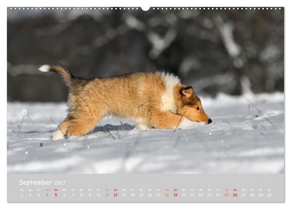 Produktbild: Collie Welpen im Schnee (Wandkalender 2027 DIN A2 quer), CALVENDO Monatskalender