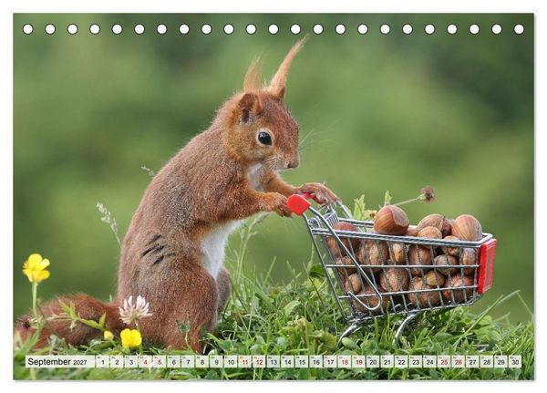 Produktbild: Eichh&ouml;rnchen - Kleine Fotomodelle mit gro&szlig;em Charme (Tischkalender 2027 DIN A5 quer), CALVENDO Monatskalender