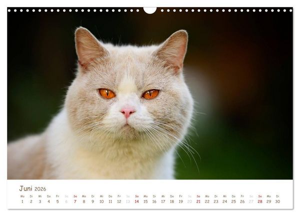 Produktbild: Die Britisch Kurzhaar (Wandkalender 2026 DIN A3 quer), CALVENDO Monatskalender