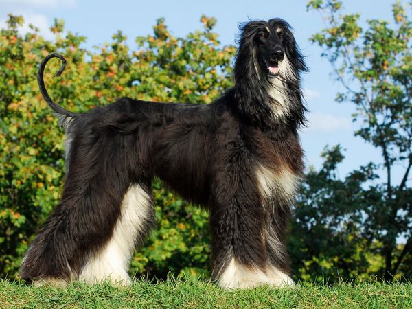 Produktbild: CALVENDO Puzzle Afghanischer Windhund in black and tan 1000 Teile Lege-Gr&ouml;&szlig;e 64 x 48 cm Foto-Puzzle Bild von Sigrid Starick
