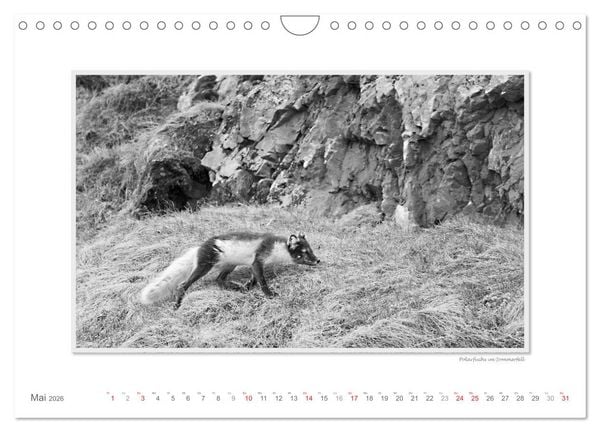 Produktbild: Spitzbergen Svalbard (Wandkalender 2026 DIN A4 quer), CALVENDO Monatskalender