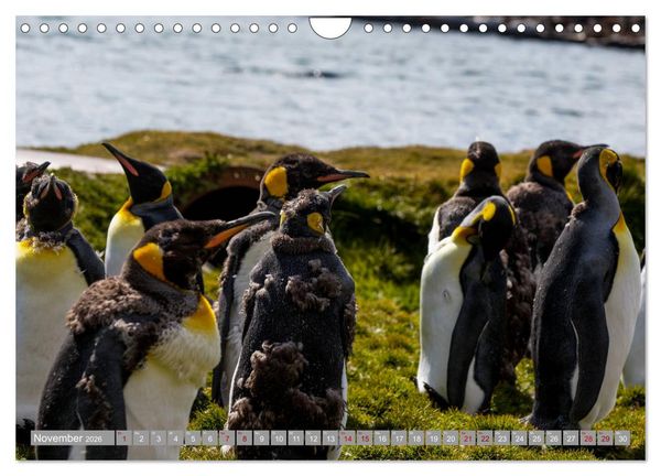 Produktbild: Einfach liebenswert diese Pinguine (Wandkalender 2026 DIN A4 quer), CALVENDO Monatskalender