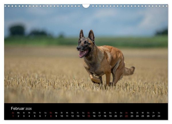 Produktbild: Belgischer Sch&auml;ferhund - Der Malinois in Action (Wandkalender 2026 DIN A3 quer), CALVENDO Monatskalender