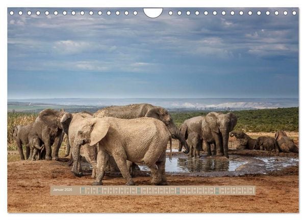 Produktbild: Afrikas Tierwelt - Wilde Elefanten (Wandkalender 2026 DIN A4 quer), CALVENDO Monatskalender