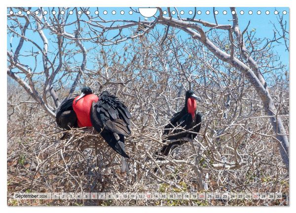 Produktbild: Die Galapagosinseln - Santa Cruz Island (Wandkalender 2026 DIN A4 quer), CALVENDO Monatskalender