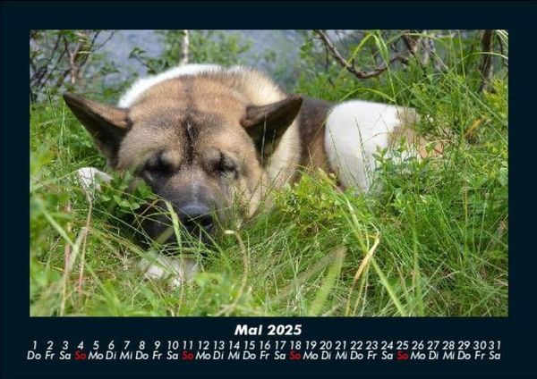 Produktbild: Der Hundekalender 2025 Fotokalender DIN A5
