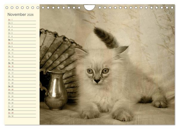 Produktbild: Oma's Katzenkalender 2026 (Wandkalender 2026 DIN A4 quer), CALVENDO Monatskalender