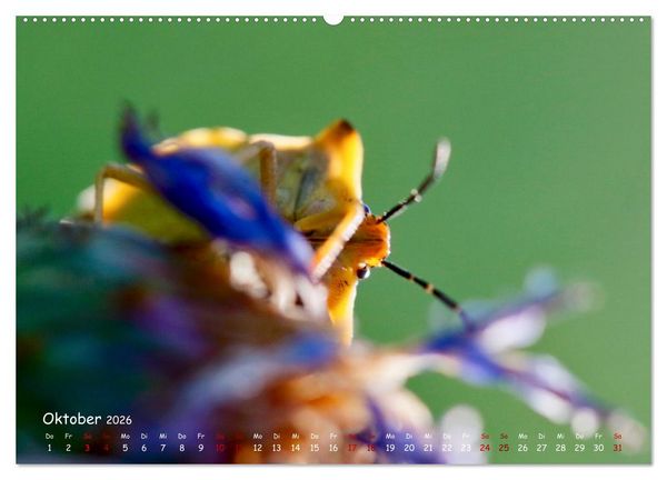 Produktbild: Tierische Untermieter (hochwertiger Premium Wandkalender 2026 DIN A2 quer), Kunstdruck in Hochglanz