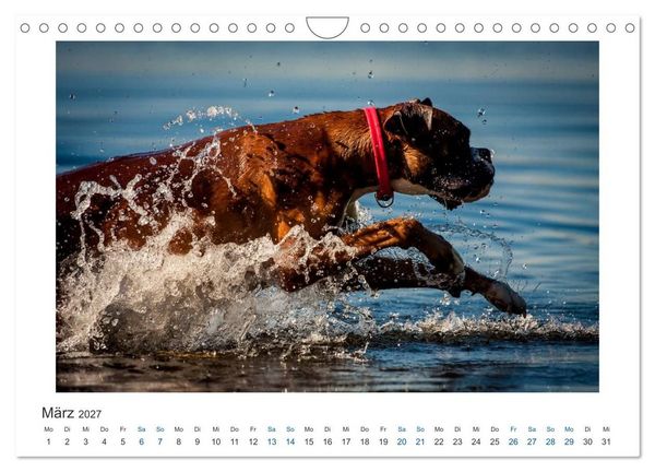 Produktbild: Deutscher Boxer - Boxer im Wasser 2027 (Wandkalender 2027 DIN A4 quer), CALVENDO Monatskalender