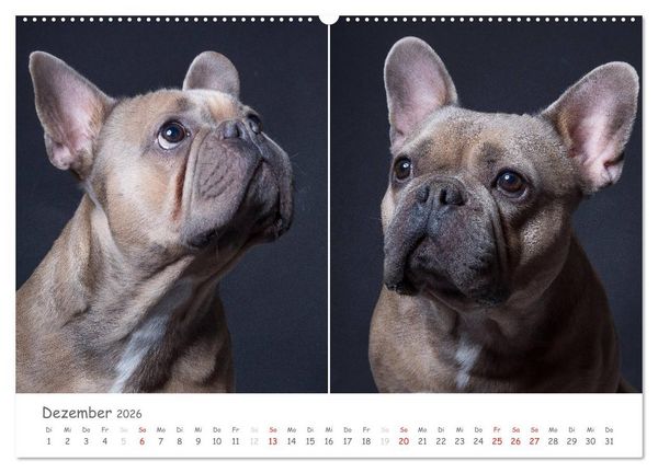 Produktbild: charakterstarke Hunde, wundersch&ouml;ne Hundeportraits (Wandkalender 2026 DIN A2 quer), CALVENDO Monatskalender