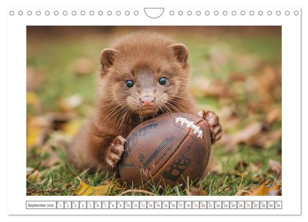 Produktbild: Kleine freche Nerze (Wandkalender 2026 DIN A4 quer), CALVENDO Monatskalender
