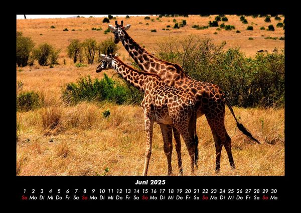 Produktbild: Giraffen 2025 Fotokalender DIN A3