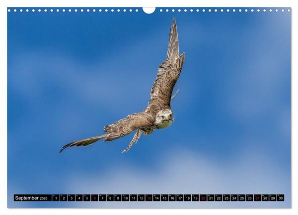 Produktbild: Greifv&ouml;gel und Eulen (Wandkalender 2026 DIN A3 quer), CALVENDO Monatskalender