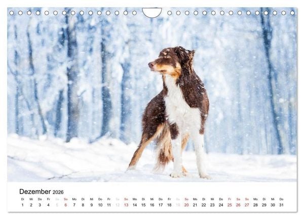 Produktbild: Border Collies 2026 (Wandkalender 2026 DIN A4 quer), CALVENDO Monatskalender