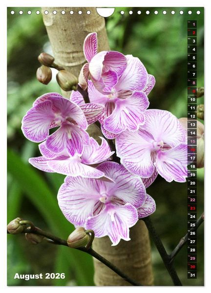 Produktbild: Freude an Orchideen (Wandkalender 2026 DIN A4 hoch), CALVENDO Monatskalender