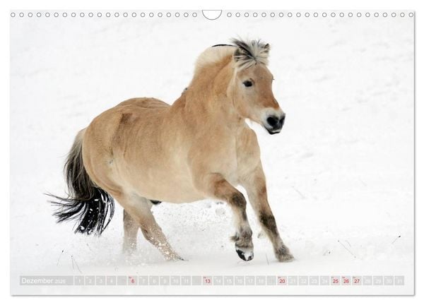 Produktbild: Fjordpferde - Norweger (Wandkalender 2026 DIN A3 quer), CALVENDO Monatskalender