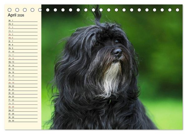Produktbild: Havaneser - Herz auf 4 Pfoten (Tischkalender 2026 DIN A5 quer), CALVENDO Monatskalender