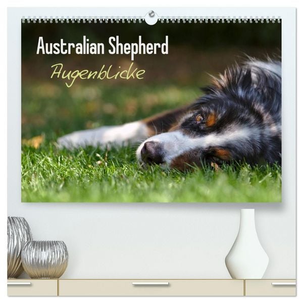 Produktbild: Australian Shepherd - Augenblicke (hochwertiger Premium Wandkalender 2026 DIN A2 quer), Kunstdruck in Hochglanz