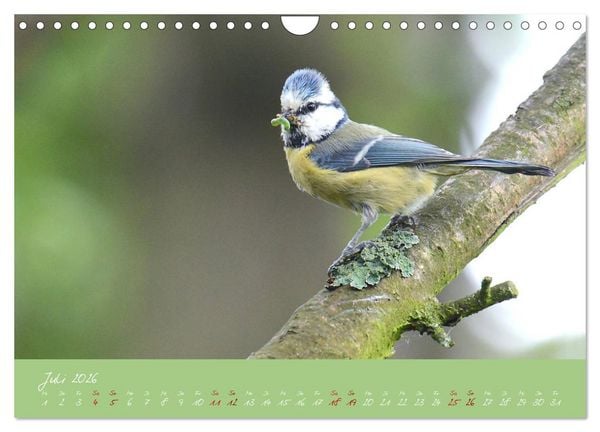 Produktbild: Die Blaumeise, Gast in unserem Garten (Wandkalender 2026 DIN A4 quer), CALVENDO Monatskalender