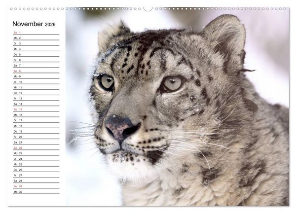Produktbild: Leoparden. Elegante J&auml;ger (hochwertiger Premium Wandkalender 2026 DIN A2 quer), Kunstdruck in Hochglanz