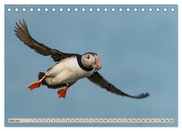 Produktbild: Papageitaucher - Puffins (Tischkalender 2027 DIN A5 quer), CALVENDO Monatskalender