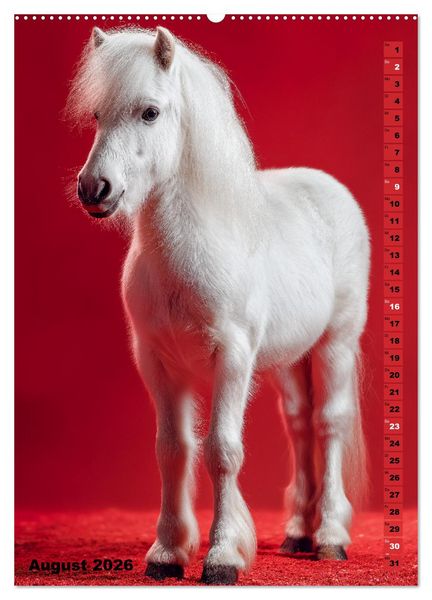 Produktbild: Das Leben ist ein Ponyhof - Zwergponys im Studiolicht (hochwertiger Premium Wandkalender 2026 DIN A2 hoch), Kunstdruck in Hochglanz